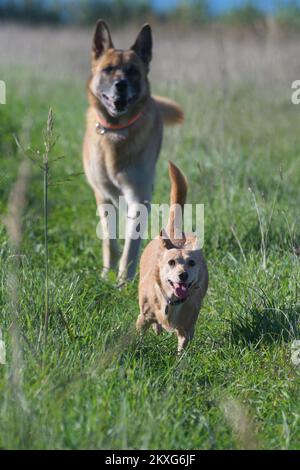 Deux chiens, un petit chien mutt et un malinois, se poursuivant l'un vers l'autre et courant vers la caméra. Animaux de compagnie, amitié et concepts de formation d'obéissance Banque D'Images