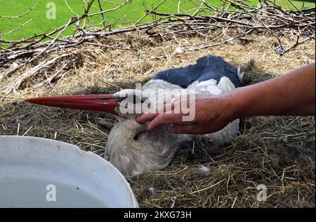 Stjepan Vokic animaux de compagnie Klepatan blanc cigogne comme il se trouve dans un nid à Brodska Varos, Croatie sur 04 juin 2020. Le concierge croate Stjepan Vokic a trouvé Malena pendant qu'elle pêchait en 1993, elle avait été abattue par des chasseurs et n'était pas en mesure de voler. Vokic a sauvé Malena et est devenu son gardien. En 2001, une cigogne masculine, appelée Klepetan, commence à se rendre à Malena. Klepetan revient chaque printemps pour s'accoupler avec Malena. Plus tard, Klepetan a fait un voyage de 13 000 kilomètres d'Afrique du Sud à la Croatie pour rencontrer Malena chaque année. En 2019, Klepetan n'est pas venu et il a été démenti que Klepata est mort. Unité commerciale Banque D'Images