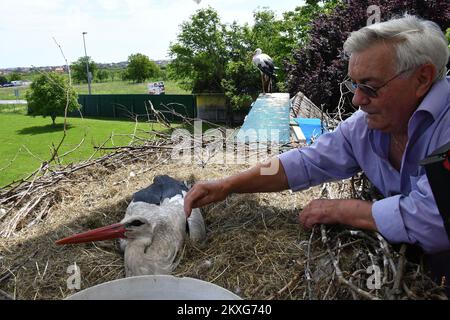 Stjepan Vokic animaux de compagnie Klepatan blanc cigogne comme il se trouve dans un nid à Brodska Varos, Croatie sur 04 juin 2020. Le concierge croate Stjepan Vokic a trouvé Malena pendant qu'elle pêchait en 1993, elle avait été abattue par des chasseurs et n'était pas en mesure de voler. Vokic a sauvé Malena et est devenu son gardien. En 2001, une cigogne masculine, appelée Klepetan, commence à se rendre à Malena. Klepetan revient chaque printemps pour s'accoupler avec Malena. Plus tard, Klepetan a fait un voyage de 13 000 kilomètres d'Afrique du Sud à la Croatie pour rencontrer Malena chaque année. En 2019, Klepetan n'est pas venu et il a été démenti que Klepata est mort. Unité commerciale Banque D'Images