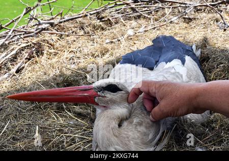 Stjepan Vokic animaux de compagnie Klepatan blanc cigogne comme il se trouve dans un nid à Brodska Varos, Croatie sur 04 juin 2020. Le concierge croate Stjepan Vokic a trouvé Malena pendant qu'elle pêchait en 1993, elle avait été abattue par des chasseurs et n'était pas en mesure de voler. Vokic a sauvé Malena et est devenu son gardien. En 2001, une cigogne masculine, appelée Klepetan, commence à se rendre à Malena. Klepetan revient chaque printemps pour s'accoupler avec Malena. Plus tard, Klepetan a fait un voyage de 13 000 kilomètres d'Afrique du Sud à la Croatie pour rencontrer Malena chaque année. En 2019, Klepetan n'est pas venu et il a été démenti que Klepata est mort. Unité commerciale Banque D'Images