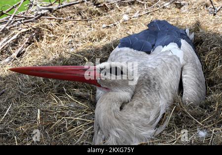 Stjepan Vokic animaux de compagnie Klepatan blanc cigogne comme il se trouve dans un nid à Brodska Varos, Croatie sur 04 juin 2020. Le concierge croate Stjepan Vokic a trouvé Malena pendant qu'elle pêchait en 1993, elle avait été abattue par des chasseurs et n'était pas en mesure de voler. Vokic a sauvé Malena et est devenu son gardien. En 2001, une cigogne masculine, appelée Klepetan, commence à se rendre à Malena. Klepetan revient chaque printemps pour s'accoupler avec Malena. Plus tard, Klepetan a fait un voyage de 13 000 kilomètres d'Afrique du Sud à la Croatie pour rencontrer Malena chaque année. En 2019, Klepetan n'est pas venu et il a été démenti que Klepata est mort. Unité commerciale Banque D'Images