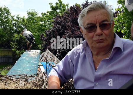 Stjepan Vokic et la cigogne blanche Malena se trouve dans son nid à Brodska Varos, Croatie sur 04 juin 2020. Le concierge croate Stjepan Vokic a trouvé Malena pendant qu'elle pêchait en 1993, elle avait été abattue par des chasseurs et n'était pas en mesure de voler. Vokic a sauvé Malena et est devenu son gardien. En 2001, une cigogne masculine, appelée Klepetan, commence à se rendre à Malena. Klepetan revient chaque printemps pour s'accoupler avec Malena. Plus tard, Klepetan a fait un voyage de 13 000 kilomètres d'Afrique du Sud à la Croatie pour rencontrer Malena chaque année. En 2019, Klepetan n'est pas venu et il a été démenti que Klepata est mort. Mais dans Banque D'Images