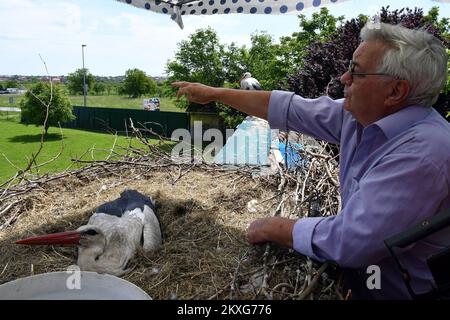 Stjepan Vokic animaux de compagnie Klepatan blanc cigogne comme il se trouve dans un nid à Brodska Varos, Croatie sur 04 juin 2020. Le concierge croate Stjepan Vokic a trouvé Malena pendant qu'elle pêchait en 1993, elle avait été abattue par des chasseurs et n'était pas en mesure de voler. Vokic a sauvé Malena et est devenu son gardien. En 2001, une cigogne masculine, appelée Klepetan, commence à se rendre à Malena. Klepetan revient chaque printemps pour s'accoupler avec Malena. Plus tard, Klepetan a fait un voyage de 13 000 kilomètres d'Afrique du Sud à la Croatie pour rencontrer Malena chaque année. En 2019, Klepetan n'est pas venu et il a été démenti que Klepata est mort. Unité commerciale Banque D'Images