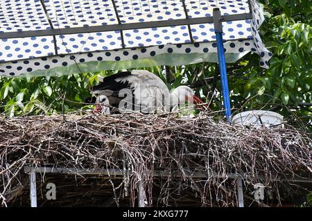 Les cigognes blanches Malena et Klepetan sont photographiées en nid à Brodska Varos, en Croatie, sur 04 juin 2020. Le concierge croate Stjepan Vokic a trouvé Malena pendant qu'elle pêchait en 1993, elle avait été abattue par des chasseurs et n'était pas en mesure de voler. Vokic a sauvé Malena et est devenu son gardien. En 2001, une cigogne masculine, appelée Klepetan, commence à se rendre à Malena. Klepetan revient chaque printemps pour s'accoupler avec Malena. Plus tard, Klepetan a fait un voyage de 13 000 kilomètres d'Afrique du Sud à la Croatie pour rencontrer Malena chaque année. En 2019, Klepetan n'est pas venu et il a été démenti que Klepata est mort. Mais en AP Banque D'Images