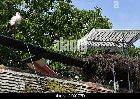 Les cigognes blanches Malena et Klepetan sont photographiées en nid à Brodska Varos, en Croatie, sur 04 juin 2020. Le concierge croate Stjepan Vokic a trouvé Malena pendant qu'elle pêchait en 1993, elle avait été abattue par des chasseurs et n'était pas en mesure de voler. Vokic a sauvé Malena et est devenu son gardien. En 2001, une cigogne masculine, appelée Klepetan, commence à se rendre à Malena. Klepetan revient chaque printemps pour s'accoupler avec Malena. Plus tard, Klepetan a fait un voyage de 13 000 kilomètres d'Afrique du Sud à la Croatie pour rencontrer Malena chaque année. En 2019, Klepetan n'est pas venu et il a été démenti que Klepata est mort. Mais en AP Banque D'Images