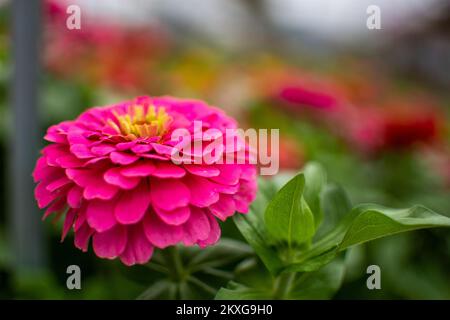 Pink Zinnia dans une serre Banque D'Images