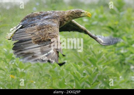 L'aigle à tête blanche, après avoir été guéri et annelé, a été libéré en liberté à Kopacki rit, en Croatie, le 3 juillet,2020. Kopacki rit – une zone humide abritant des milliers d'espèces. Un paradis pour les oiseaux, et refuge pour des centaines d'espèces d'oiseaux. Un triangle naturel entre les fleuves Danube et Drava, et le plus grand delta interne du Danube. Cette région est l'une des plus grandes zones humides d'Europe, et elle n'a jamais l'air la même, avec chaque nouvelle visite apportant un nouveau point de vue sur la nature. Kopacki rit est un lieu mystique où l'on retourne à la plénitude sans entrave de la vie..l'aigle de Bald est une espèce strictement protégée, de Banque D'Images