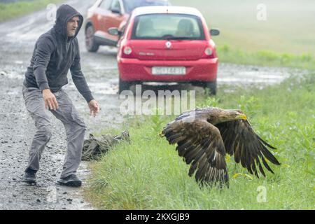 L'aigle à tête blanche, après avoir été guéri et annelé, a été libéré en liberté à Kopacki rit, en Croatie, le 3 juillet,2020. Kopacki rit – une zone humide abritant des milliers d'espèces. Un paradis pour les oiseaux, et refuge pour des centaines d'espèces d'oiseaux. Un triangle naturel entre les fleuves Danube et Drava, et le plus grand delta interne du Danube. Cette région est l'une des plus grandes zones humides d'Europe, et elle n'a jamais l'air la même, avec chaque nouvelle visite apportant un nouveau point de vue sur la nature. Kopacki rit est un lieu mystique où l'on retourne à la plénitude sans entrave de la vie..l'aigle de Bald est une espèce strictement protégée, de Banque D'Images