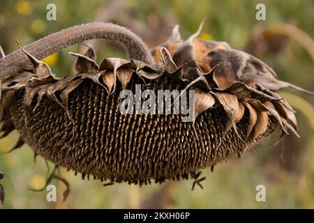 Tournesols mûrs séchés sur le terrain Banque D'Images