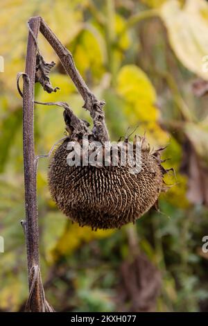 Tournesols mûrs séchés sur le terrain Banque D'Images