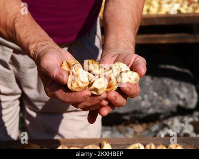 Photo prise sur 24 août 2020. Montre la façon traditionnelle de sécher le soleil les figues dans le village de Bacina près de Ploce, en Croatie. Photo: Toni Katic/HaloPix/PIXSELL Banque D'Images