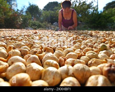 Photo prise sur 24 août 2020. Montre la façon traditionnelle de sécher le soleil les figues dans le village de Bacina près de Ploce, en Croatie. Photo: Toni Katic/HaloPix/PIXSELL Banque D'Images