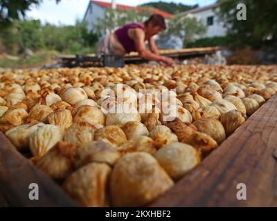 Photo prise sur 24 août 2020. Montre la façon traditionnelle de sécher le soleil les figues dans le village de Bacina près de Ploce, en Croatie. Photo: Toni Katic/HaloPix/PIXSELL Banque D'Images