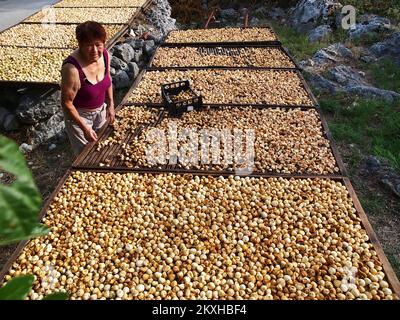 Photo prise sur 24 août 2020. Montre la façon traditionnelle de sécher le soleil les figues dans le village de Bacina près de Ploce, en Croatie. Photo: Toni Katic/HaloPix/PIXSELL Banque D'Images