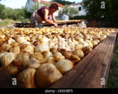 Photo prise sur 24 août 2020. Montre la façon traditionnelle de sécher le soleil les figues dans le village de Bacina près de Ploce, en Croatie. Photo: Toni Katic/HaloPix/PIXSELL Banque D'Images