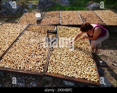 Photo prise sur 24 août 2020. Montre la façon traditionnelle de sécher le soleil les figues dans le village de Bacina près de Ploce, en Croatie. Photo: Toni Katic/HaloPix/PIXSELL Banque D'Images