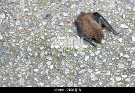 Un étudiant Luka Jurcic sauve une petite chauve-souris dans le centre-ville de Zagreb, en Croatie, sur 8 septembre 2020. Une chauve-souris est emmenée à la Faculté de médecine vétérinaire de Zagreb pour avoir les soins appropriés. Photo: Sanjin Strukic/PIXSELL Banque D'Images