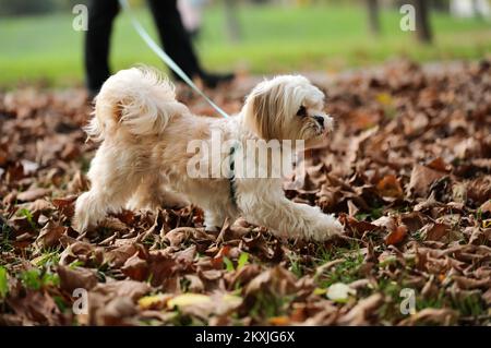 Ted, un petit chien de la race pékinois, est vu apprécier de jouer avec des feuilles sèches dans un parc voisin, à Zagreb, en Croatie, sur 06 novembre 2020. Photo: Emica Elvedji/PIXSELL Banque D'Images