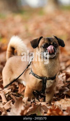 Ted, un petit chien de la race pékinois, est vu apprécier de jouer avec des feuilles sèches dans un parc voisin, à Zagreb, en Croatie, sur 06 novembre 2020. Photo: Emica Elvedji/PIXSELL Banque D'Images