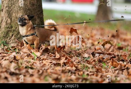 Ted, un petit chien de la race pékinois, est vu apprécier de jouer avec des feuilles sèches dans un parc voisin, à Zagreb, en Croatie, sur 06 novembre 2020. Photo: Emica Elvedji/PIXSELL Banque D'Images