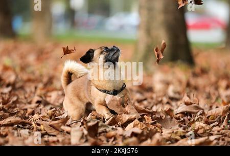 Ted, un petit chien de la race pékinois, est vu apprécier de jouer avec des feuilles sèches dans un parc voisin, à Zagreb, en Croatie, sur 06 novembre 2020. Photo: Emica Elvedji/PIXSELL Banque D'Images