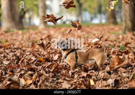 Ted, un petit chien de la race pékinois, est vu apprécier de jouer avec des feuilles sèches dans un parc voisin, à Zagreb, en Croatie, sur 06 novembre 2020. Photo: Emica Elvedji/PIXSELL Banque D'Images