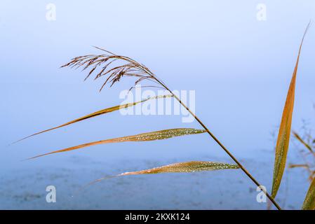 Phragmites australis a assez séché le roseau commun en automne en agitant dans le vent près de la rivière bleu sec ciel pampas plante douce herbe en extérieur dans lumière pas Banque D'Images