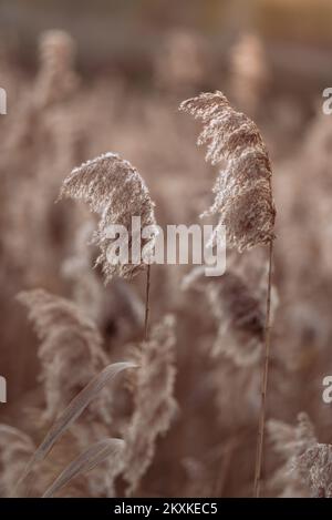 Phragmites australis a assez séché le roseau commun en automne en agitant dans le vent près de la rivière bleu sec ciel pampas plante douce herbe en extérieur dans lumière pas Banque D'Images