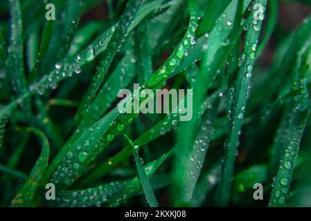 Herbe verte eau gouttes de rosée sur les jeunes pousses de blé macro fond frais pluie matin paddy feuilles vue de dessus jeunes pousses Banque D'Images