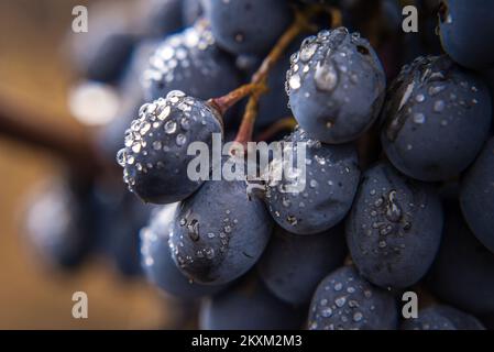 Gros plan, baies de grappe de raisin mûr foncé en faible lumière isolée sur fond noir, gouttes d'eau vignes jardin Moldavie Banque D'Images