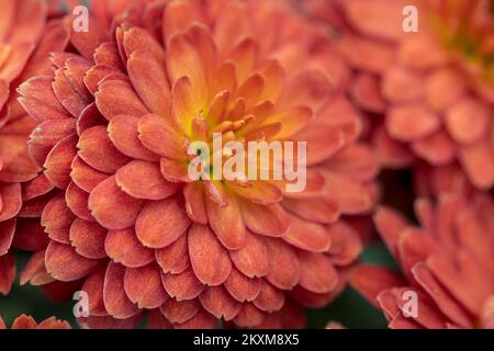 Photo macro de la fleur de dahlia avec une faible profondeur de champ. Banque D'Images