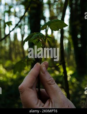 Doigts tenant une feuille de Sycamore dans la forêt Banque D'Images