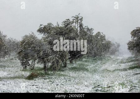 Olivier couvert de neige pendant une tempête à Pula, Croatie, sur 6 avril 2021. Le front froid annoncé a atteint l'Istrie, la neige tombe dans tout le comté, principalement à l'intérieur de la péninsule de l'Istrie. Photo: Srecko Niketic/PIXSELL Banque D'Images