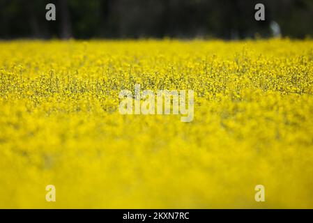 Champ de colza à Velika Gorica, Croatie sur 25 avril 2021. Photo: Zeljko Hladika/PIXSELL Banque D'Images