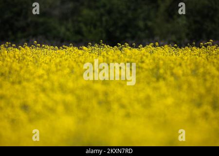 Champ de colza à Velika Gorica, Croatie sur 25 avril 2021. Photo: Zeljko Hladika/PIXSELL Banque D'Images