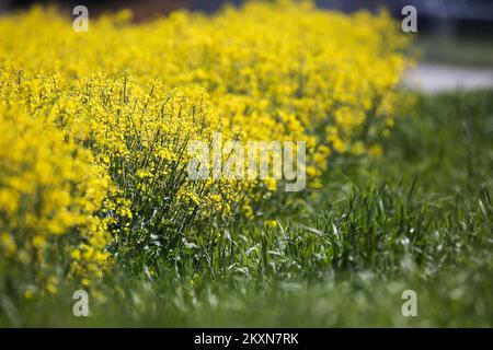 Champ de colza à Velika Gorica, Croatie sur 25 avril 2021. Photo: Zeljko Hladika/PIXSELL Banque D'Images