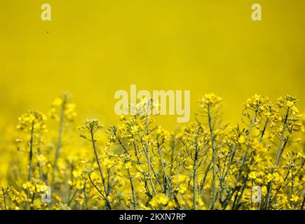 Champ de colza à Velika Gorica, Croatie sur 25 avril 2021. Photo: Zeljko Hladika/PIXSELL Banque D'Images