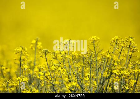 Champ de colza à Velika Gorica, Croatie sur 25 avril 2021. Photo: Zeljko Hladika/PIXSELL Banque D'Images