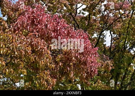 Feuilles d'arbre de pot de singe (Lecythis pitonis) sur le jardin tropical Banque D'Images