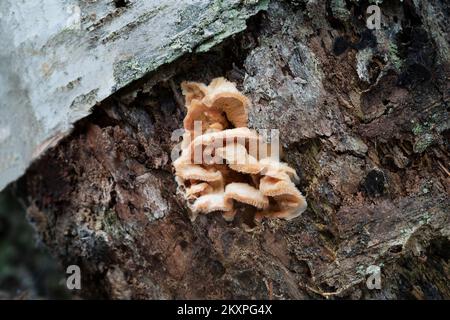 Gelée pourriture, Merulius tremellosus croissance sur le bois de bouleau pourri, photo de gros plan Banque D'Images