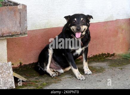 Campi, chien de race mixte est vu dans sa cour en attendant que son meilleur ami arrive. Chien Campi et son meilleur ami chevreuil aiment jouer dans la cour de la famille Ban dans le village de Skalic Zagorski, près de Desinic. Le cerf arrive à la cour de la maison familiale à la même heure chaque jour et appelle le chien de Campi à jouer. Après la pièce, le cerf de Virginie retourne dans la forêt, et Campi reste à attendre jusqu'au lendemain., à Desinic, en Croatie, sur 05 juillet 2021. Photo: Marko Prpic/PIXSELL Banque D'Images