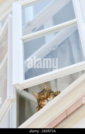 Le chat vu observer la ville par la fenêtre, à Cakovec, Croatie, le 10 août 2021. Photo: Vjeran Zganec Rogulja/PIXSELL Banque D'Images