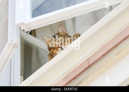 Le chat vu observer la ville par la fenêtre, à Cakovec, Croatie, le 10 août 2021. Photo: Vjeran Zganec Rogulja/PIXSELL Banque D'Images