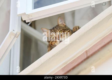 Le chat vu observer la ville par la fenêtre, à Cakovec, Croatie, le 10 août 2021. Photo: Vjeran Zganec Rogulja/PIXSELL Banque D'Images