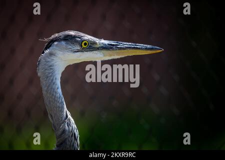 Héron gris au zoo de Zagreb sur 8 août 2021. Matin d'été au zoo de Zagreb. Photo: Davor Puklavec/PIXSELL Banque D'Images