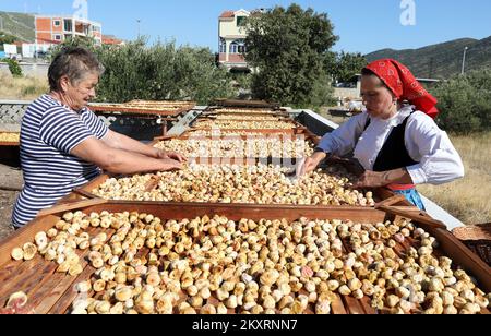 Des figues séchées peuvent être vues sur la photo de Grabastica le 9L septembre 2021. Figues sèches méthode traditionnelle de séchage des figues dans la famille de Cvita et Ivan Bacelic de Grebastica. Les figues récoltées sont disposées sur des cadres en bois, granziola, et séchées au soleil avec le renversement obligatoire des figues afin de sécher uniformément. Photo: Dusko Jaramaz/PIXSELL Banque D'Images