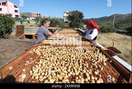 Des figues séchées peuvent être vues sur la photo de Grabastica le 9L septembre 2021. Figues sèches méthode traditionnelle de séchage des figues dans la famille de Cvita et Ivan Bacelic de Grebastica. Les figues récoltées sont disposées sur des cadres en bois, granziola, et séchées au soleil avec le renversement obligatoire des figues afin de sécher uniformément. Photo: Dusko Jaramaz/PIXSELL Banque D'Images