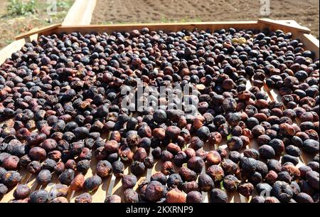 Les figues peuvent être vues sur la photo de Grabastica le 9L septembre 2021. Figues sèches méthode traditionnelle de séchage des figues dans la famille de Cvita et Ivan Bacelic de Grebastica. Les figues récoltées sont disposées sur des cadres en bois, granziola, et séchées au soleil avec le renversement obligatoire des figues afin de sécher uniformément. Photo: Dusko Jaramaz/PIXSELL Banque D'Images