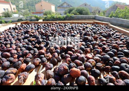 Les figues peuvent être vues sur la photo de Grabastica le 9L septembre 2021. Figues sèches méthode traditionnelle de séchage des figues dans la famille de Cvita et Ivan Bacelic de Grebastica. Les figues récoltées sont disposées sur des cadres en bois, granziola, et séchées au soleil avec le renversement obligatoire des figues afin de sécher uniformément. Photo: Dusko Jaramaz/PIXSELL Banque D'Images