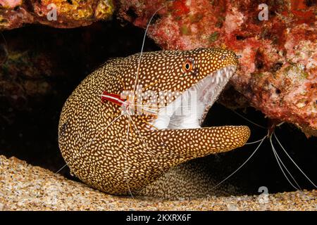 Un regard dans la bouche d'une anguille moray de whitemouth, Gymnothorax meleagris, qui est inspecté par une crevette plus propre de écarlate, Lysmata amboinensis, Ha Banque D'Images